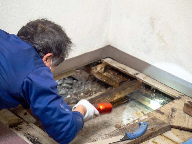 Best Mold Damage Repair  in Port Angeles, WA