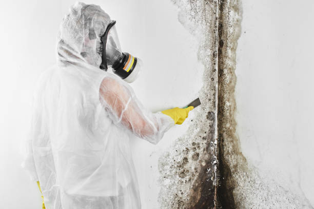 Best Mold Remediation  in Port Angeles, WA