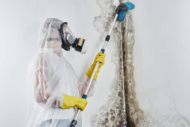 Best Fast Mold Removal  in Port Angeles, WA
