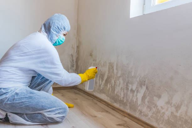 Best Mold Damage Repair  in Port Angeles, WA