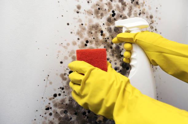 Best Mold Removal Near Me  in Port Angeles, WA