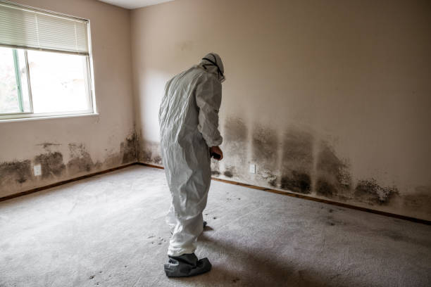 Best Mold Remediation Services  in Port Angeles, WA