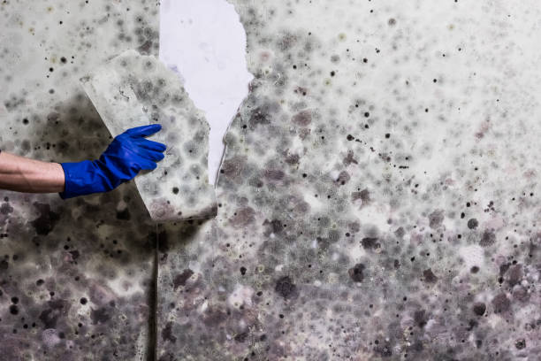 Home Mold Removal in Port Angeles, WA
