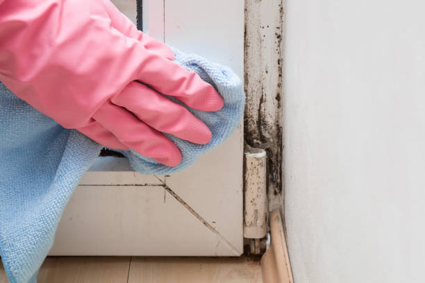 Best Mold Testing  in Port Angeles, WA